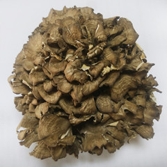 灰樹花