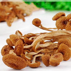 茶樹菇 茶樹菇